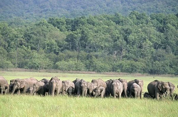 Indian  /  Asian Elephants herd in the meadows, Corbett National Park, India