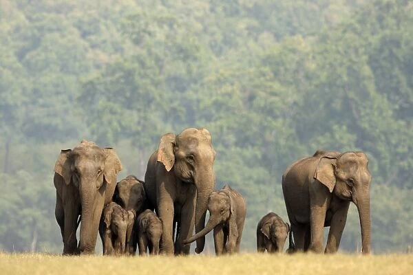 Indian  /  Asian Elephants herd on the move, Corbett National Park, India