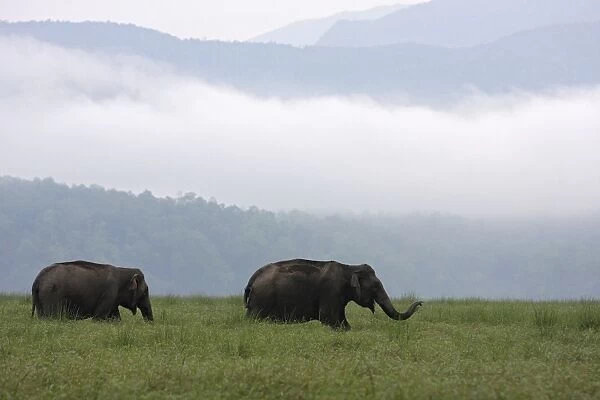 Indian  /  Asian Elephants at Himalayan foothills, Corbett National Park, India