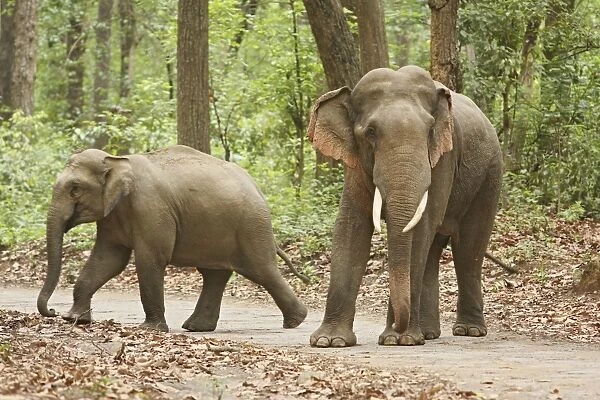 Indian  /  Asian Elephants on the jungle road, Corbett National Park, India