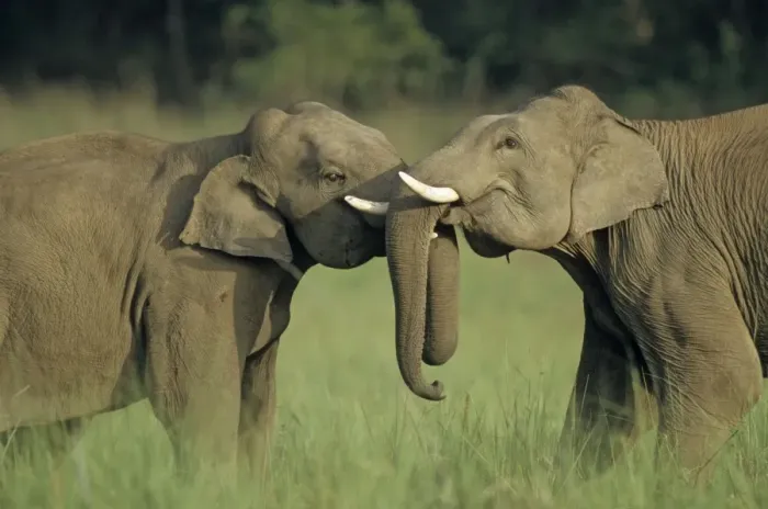 Framed Print : Indian  /  Asian Elephants play-fighting, Corbett National Park, India