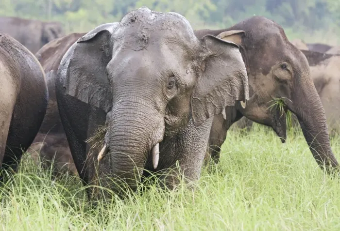 Framed Print : Indian / Asian Elephants after the rain, Corbett National Park, India Framed Print : Indian / Asian Elephants after the rain, Corbett National Park, India