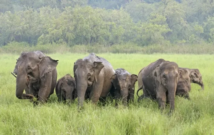 Framed Print : Indian / Asian Elephants in the rain-soaked grassland, Corbett National Park, India Framed Print : Indian / Asian Elephants in the rain-soaked grassland, Corbett National Park, India