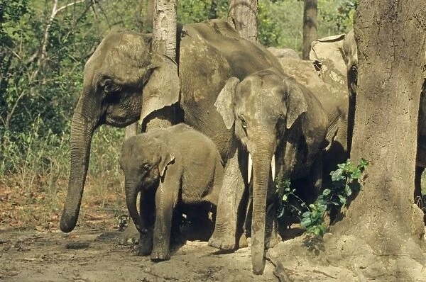 Indian  /  Asian Elephants scratching against tree, Corbett National Park, India