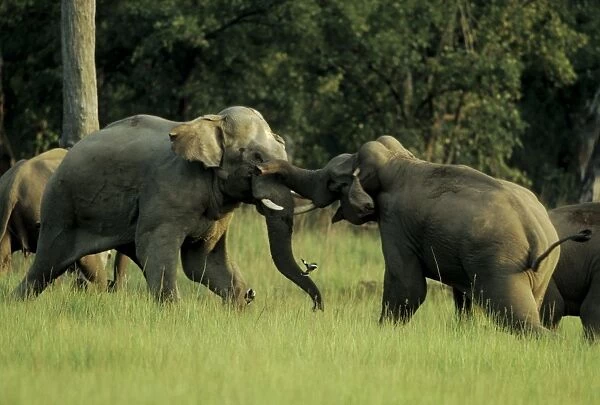 Indian  /  Asian Elephants - Sparring Corbett National Park, India