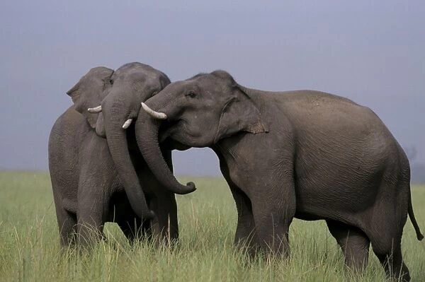 Indian  /  Asian Elephants - two touching heads Corbett National Park, India