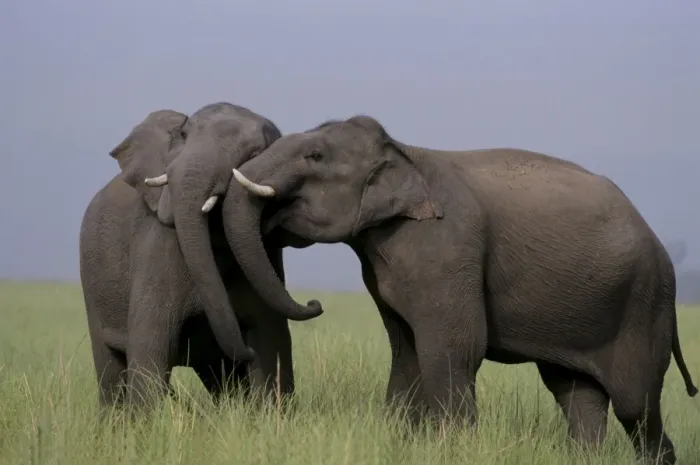 Framed Print : Indian / Asian Elephants - two touching heads Corbett National Park, India Framed Print : Indian / Asian Elephants - two touching heads Corbett National Park, India