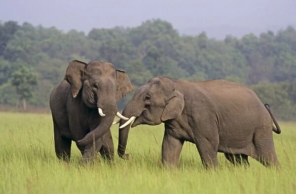 Indian  /  Asian Elephants (Tuskers) play-fighting, Corbett National Park, India