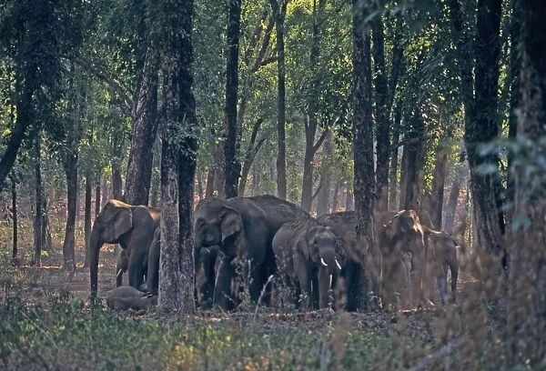Indian  /  Asian Elephants in the woodland (sal forest), Corbett National Park, India