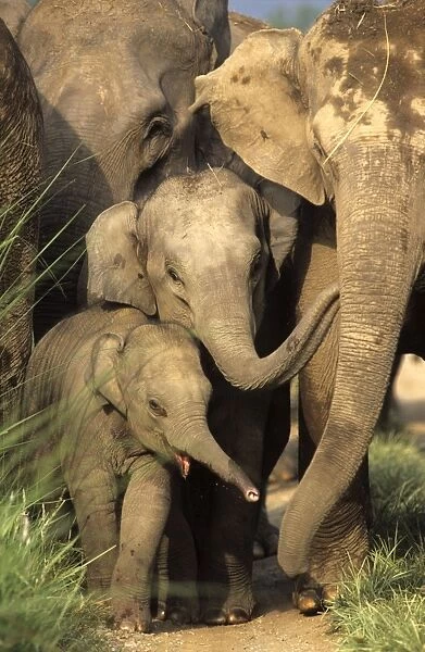 Indian  /  Asian Elephants - with young Corbett National Park, India