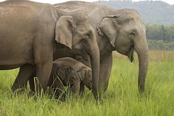 Indian  /  Asian Elephants - with young Corbett National Park, Uttaranchal, India