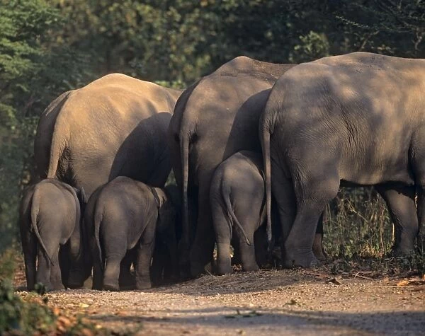 Indian  /  Asian Elephants & young ones, Corbett National Park, India