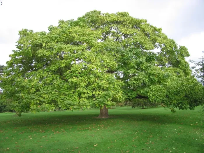 Framed Print : Indian Beam Tree / Catalpa Framed Print : Indian Beam Tree / Catalpa