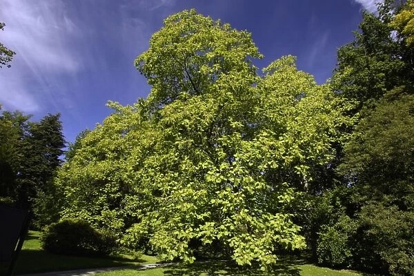 Indian Bean Tree - standing in park, Lower Saxony, Germany