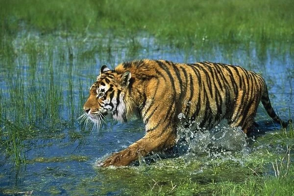 Indian  /  Bengal Tiger