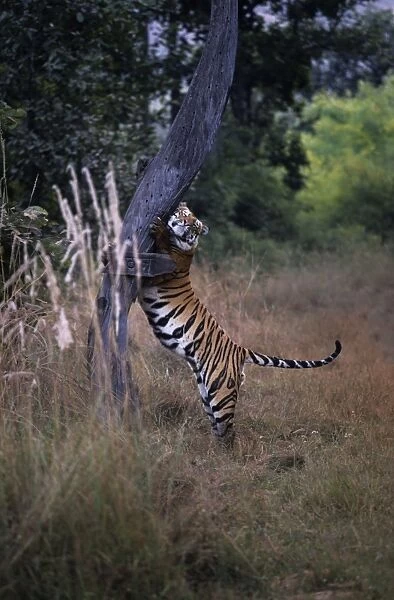Indian  /  Bengal Tiger - Claw-marking tree to establish territory Bandhavgarh National Park, India