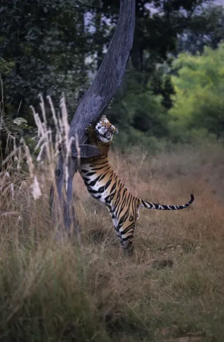 Framed Print : Indian  /  Bengal Tiger - Claw-marking tree to establish territory Bandhavgarh National Park, India