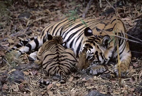 Indian  /  Bengal Tiger - with cub suckling Bandhavgarh National Park, India