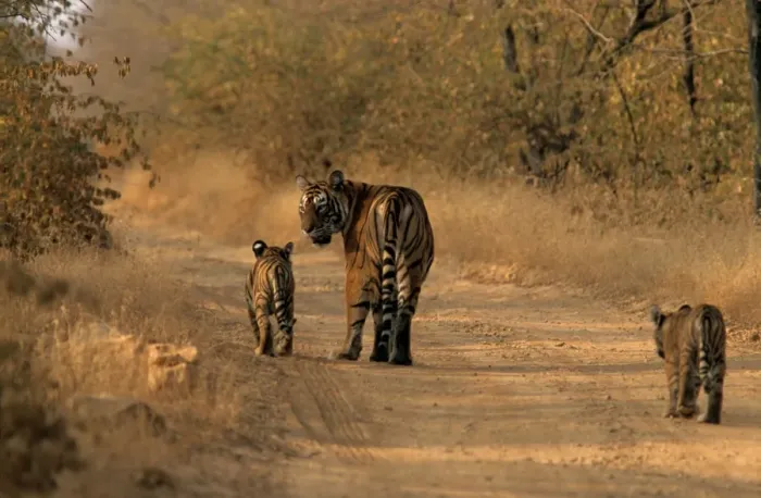 Framed Print : Indian / Bengal Tiger - with two cubs Ranthambhor National Park, India Framed Print : Indian / Bengal Tiger - with two cubs Ranthambhor National Park, India