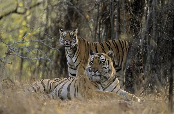 Indian  /  Bengal Tiger - male Tiger with son Bandhavgarh National Park, India