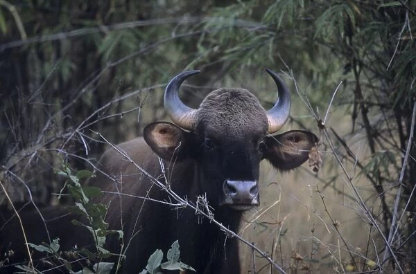 Indian Bison  /  Gaur - In the Bamboo forest, Kanha National Park, India