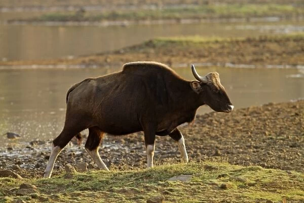 Indian Bison  /  Gaur - at lake