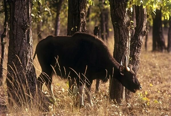 Indian Bison  /  Gaur - in the Sal forest, Bandhavgarh National Park, India