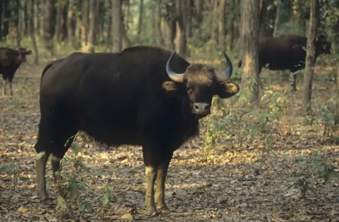Framed Print : Indian Bison / Gaur - In the Sal forest Kanha National Park, India Framed Print : Indian Bison / Gaur - In the Sal forest Kanha National Park, India