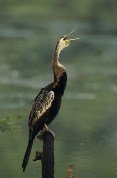 Framed Print : Indian Darter - calling Keoladeo National Park, India Framed Print : Indian Darter - calling Keoladeo National Park, India