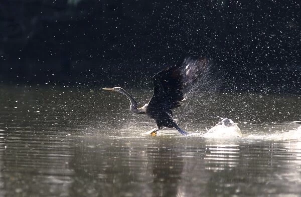 Indian Darter  /  Oriental Darter  /  Snakebird - Taking off. Keoladeo National Park India