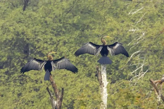 Framed Print : Indian Darter  /  Snakebird  /  Anhinga - Two birds drying wings - Keoladeo Ghana National Park - Bharatpur - Rajasthan - India BI017538
