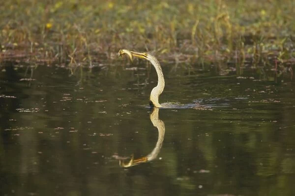 Indian Darter  /  Snakebird  /  Anhinga - Catching fish - Keoladeo Ghana National Park - Bharatpur - Rajasthan - India BI017510