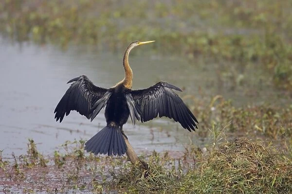Indian Darter  /  Snakebird  /  Anhinga - Drying wings - Keoladeo Ghana National Park - Bharatpur - Rajasthan - India BI017532