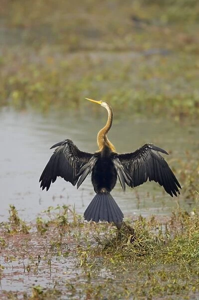 Indian Darter  /  Snakebird  /  Anhinga - Drying wings - Keoladeo Ghana National Park - Bharatpur - Rajasthan - India BI017533
