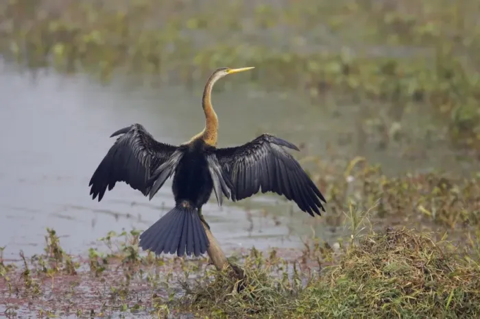 Framed Print : Indian Darter / Snakebird / Anhinga - Drying wings - Keoladeo Ghana National Park - Bharatpur - Rajasthan - India BI017532 Framed Print : Indian Darter / Snakebird / Anhinga - Drying wings - Keoladeo Ghana National Park - Bharatpur - Rajasthan - India BI017532