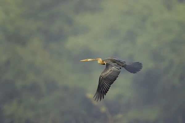Indian Darter  /  Snakebird  /  Anhinga - In flight - Keoladeo Ghana National Park - Bharatpur - Rajasthan - India BI017467