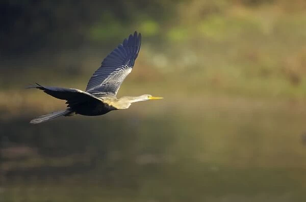 Indian Darter  /  Snakebird  /  Anhinga - In flight - Keoladeo Ghana National Park Bharatpur, Rajasthan, India BI017490