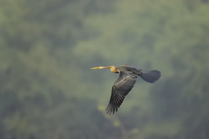 Framed Print : Indian Darter / Snakebird / Anhinga - In flight - Keoladeo Ghana National Park - Bharatpur - Rajasthan - India BI017467 Framed Print : Indian Darter / Snakebird / Anhinga - In flight - Keoladeo Ghana National Park - Bharatpur - Rajasthan - India BI017467
