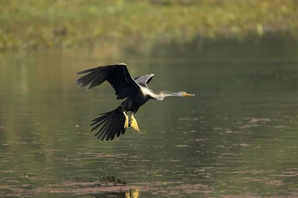 Indian Darter  /  Snakebird  /  Anhinga - Landing on water - Keoladeo Ghana National Park - Bharatpur - Rajasthan - India BI017505