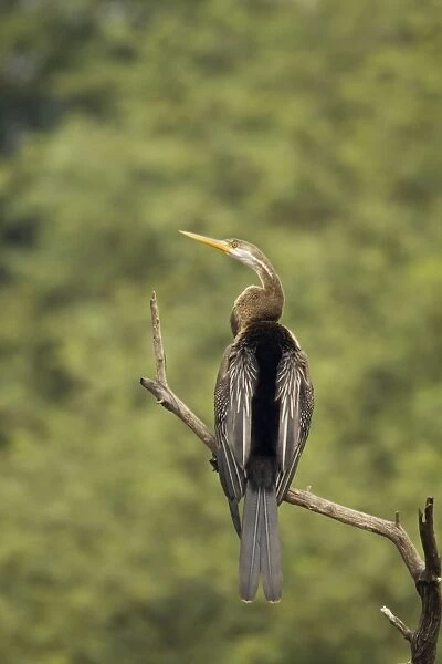 Indian Darter  /  Snakebird  /  Anhinga - perched on branch - Keoladeo Ghana National Park - Bharatpur - Rajasthan - India BI017549