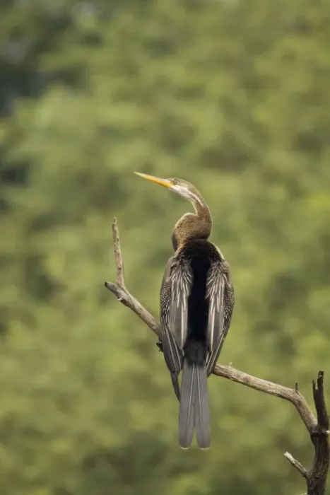 Framed Print : Indian Darter / Snakebird / Anhinga - perched on branch - Keoladeo Ghana National Park - Bharatpur - Rajasthan - India BI017549 Framed Print : Indian Darter / Snakebird / Anhinga - perched on branch - Keoladeo Ghana National Park - Bharatpur - Rajasthan - India BI017549