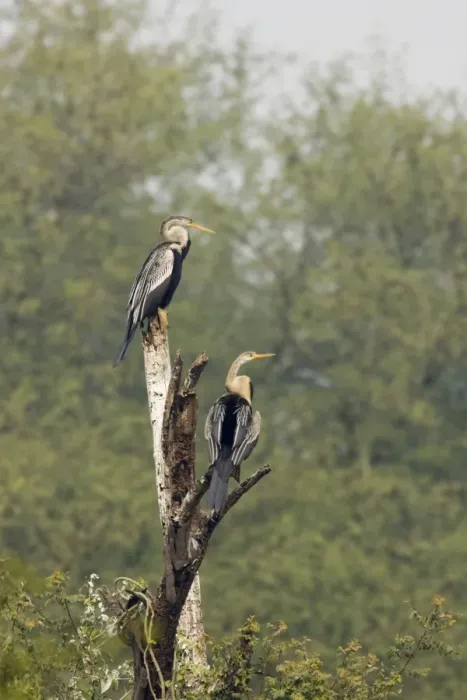 Framed Print : Indian Darter / Snakebird / Anhinga - perched on branch - Keoladeo Ghana National Park - Bharatpur - Rajasthan - India BI017552 Framed Print : Indian Darter / Snakebird / Anhinga - perched on branch - Keoladeo Ghana National Park - Bharatpur - Rajasthan - India BI017552