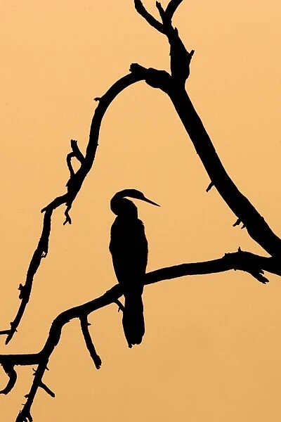 Indian Darter  /  Snakebird  /  Anhinga - Silhouette - Keoladeo Ghana National Park - Bharatpur - Rajasthan - India BI017541