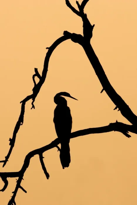Framed Print : Indian Darter / Snakebird / Anhinga - Silhouette - Keoladeo Ghana National Park - Bharatpur - Rajasthan - India BI017541 Framed Print : Indian Darter / Snakebird / Anhinga - Silhouette - Keoladeo Ghana National Park - Bharatpur - Rajasthan - India BI017541