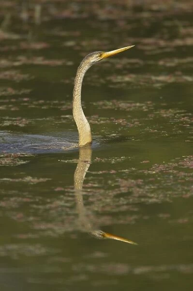 Indian Darter  /  Snakebird  /  Anhinga - Swimming low in the water - Keoladeo Ghana National Park - Bharatpur - Rajasthan, India BI017521