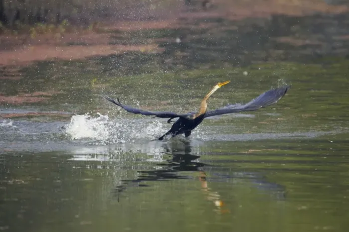 Framed Print : Indian Darter / Snakebird / Anhinga - Taking off from lake - Keoladeo Ghana National Park - Bharatpur - Rajasthan - India BI017499 Framed Print : Indian Darter / Snakebird / Anhinga - Taking off from lake - Keoladeo Ghana National Park - Bharatpur - Rajasthan - India BI017499