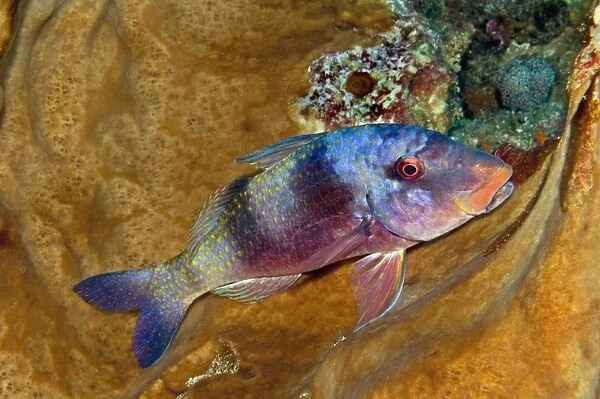 Indian Doublebar Goatfish - not usually so colourful this parrot fish has brightened his image while having a rest in a sponge - Indonesia