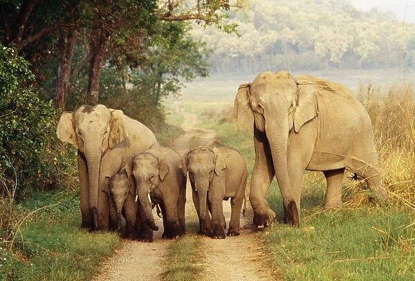 Indian Elephant JR 122 Family Elephas maximus © Jagdeep Rajput  /  ardea. com