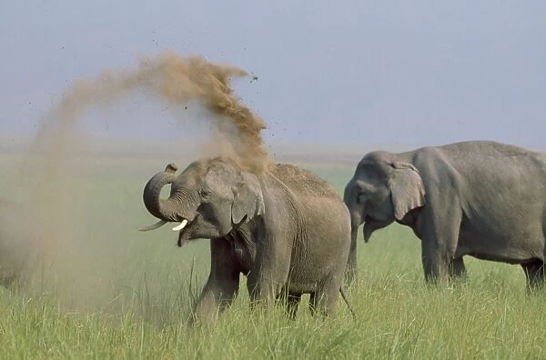 Indian Elephant - taking dust bath Corbrtt National Park, India