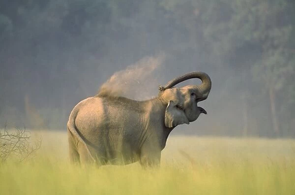 Indian Elephant - taking dust bath Corbrtt National Park, India